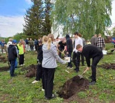 В Вольском муниципальном районе заложили яблоневый сад Победы